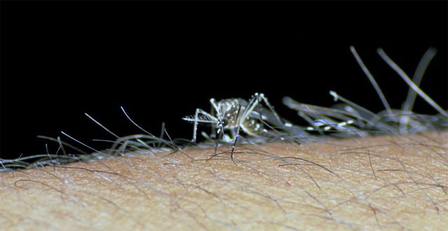 Que es dengue