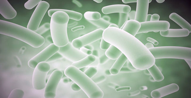 Bacterias antibioticos