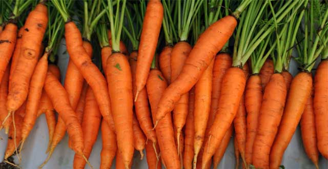 Zanahoria alimentacion beneficios