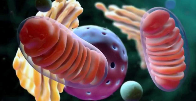 Resultado de imagen de Las mitocondrias